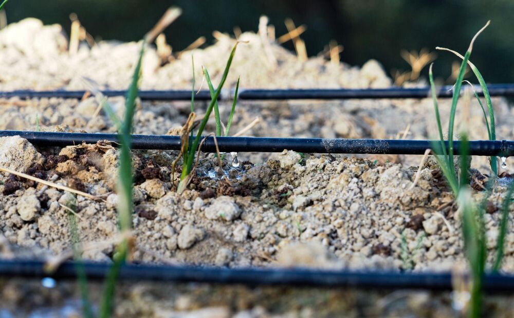 drip-irrigation-system-for-saving-water(1)