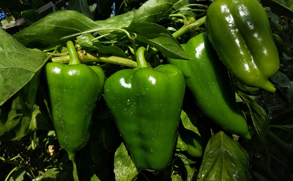 pepper-news