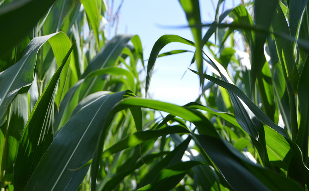 corn-1